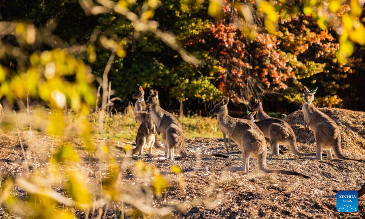 This photo taken on May 5, 2023 shows kangaroos in Canberra, Australia. Photo:Xinhua