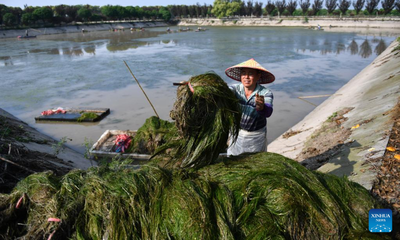 A worker collects aquatic plants at Datong Lake aquatic plants industrial demonstration park in Yiyang, central China's Hunan Province, April 20, 2023. Datong Lake, covering an area of 124,000 mu (about 8,266 hectares), was once heavily polluted due to disorderly aquaculture development. (Xinhua/Chen Zhenhai)