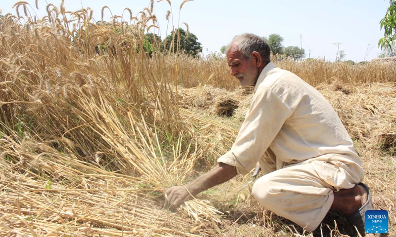 A farmer harvests wheat on the outskirts of Multan, Pakistan on April 12, 2023.(Photo: Xinhua)