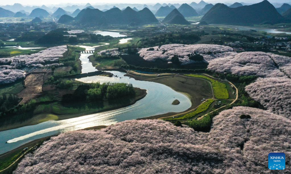 This aerial photo taken on March 21, 2023 shows blooming cherry blossoms at a cherry garden in Guian New Area, southwest China's Guizhou Province. Photo:Xinhua