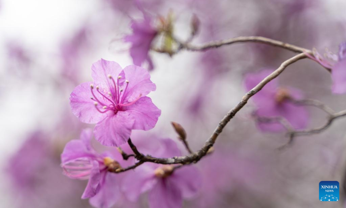 This photo taken on April 27, 2023 shows flowers in Vladivostok, Russia. Photo:Xinhua