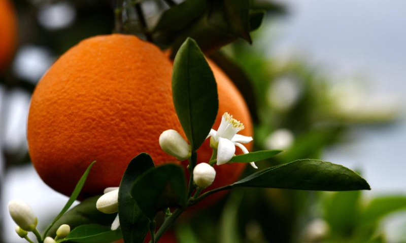 This photo taken on April 15, 2023 shows late-maturing navel oranges on the trees at Xiangxi Village, Guizhou Township in Zigui County, central China's Hubei Province. Zigui County is known for navel orange production. Late-maturing navel oranges have entered the harvest season in the county. (Xinhua/Wang Huifu)  