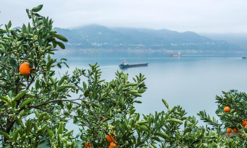 Ships sail past a navel orange garden at Zhoujiawan Village, Guizhou Township in Zigui County, central China's Hubei Province, April 15, 2023. Zigui County is known for navel orange production. Late-maturing navel oranges have entered the harvest season in the county. (Xinhua/Wang Gang)  