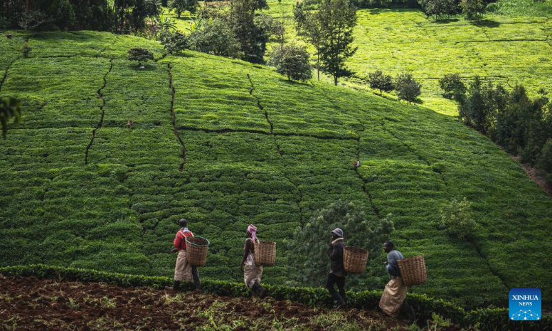 Harvesters collect fresh tea leaves at a tea land near Nairobi, the capital of Kenya on May 4, 2023. (Xinhua/Wang Guansen) 