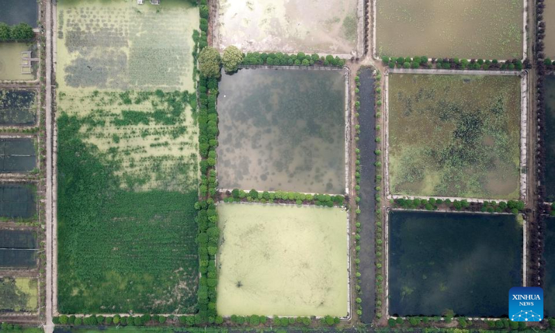 This aerial photo taken on April 20, 2023 shows a view of Datong Lake aquatic plants industrial demonstration park in Yiyang, central China's Hunan Province. Datong Lake, covering an area of 124,000 mu (about 8,266 hectares), was once heavily polluted due to disorderly aquaculture development. (Xinhua/Chen Zhenhai)