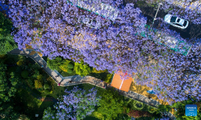 This aerial photo taken on April 22, 2023 shows jacaranda trees in full bloom in Kunming, southwest China's Yunnan Province. (Xinhua/Chen Xinbo)