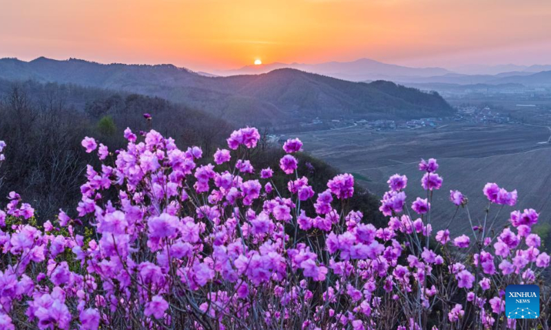 Azalea scenic spot in Huangling Village, NE China - Global Times