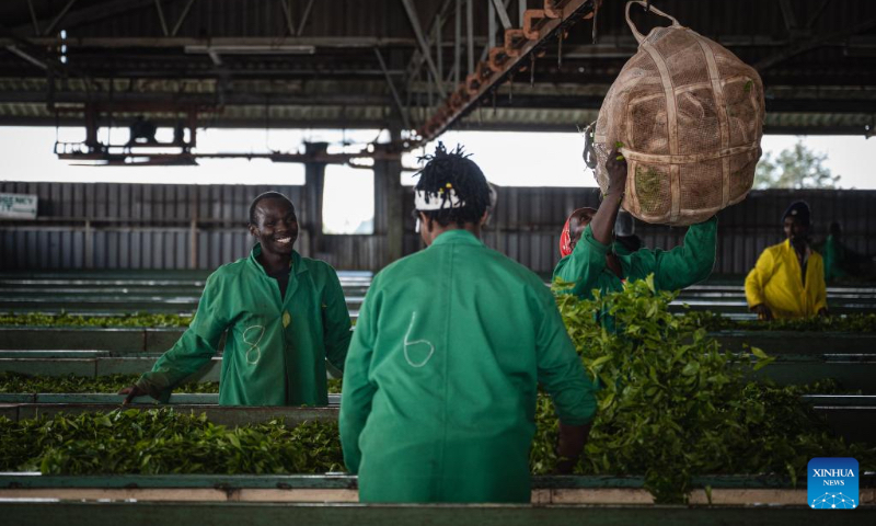 Workers select tea leaves at a tea factory near Nairobi, the capital of Kenya on May 4, 2023. (Xinhua/Wang Guansen)