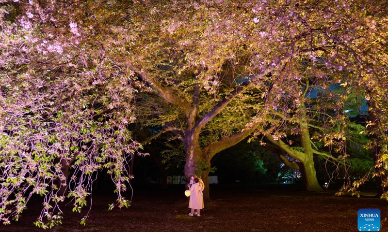 People enjoy the view of illuminated blooming cherry blossoms at the Sakura Night Garden Illumination at Shinjuku Gyoen park in Tokyo, Japan, April 10, 2023.(Photo: Xinhua)