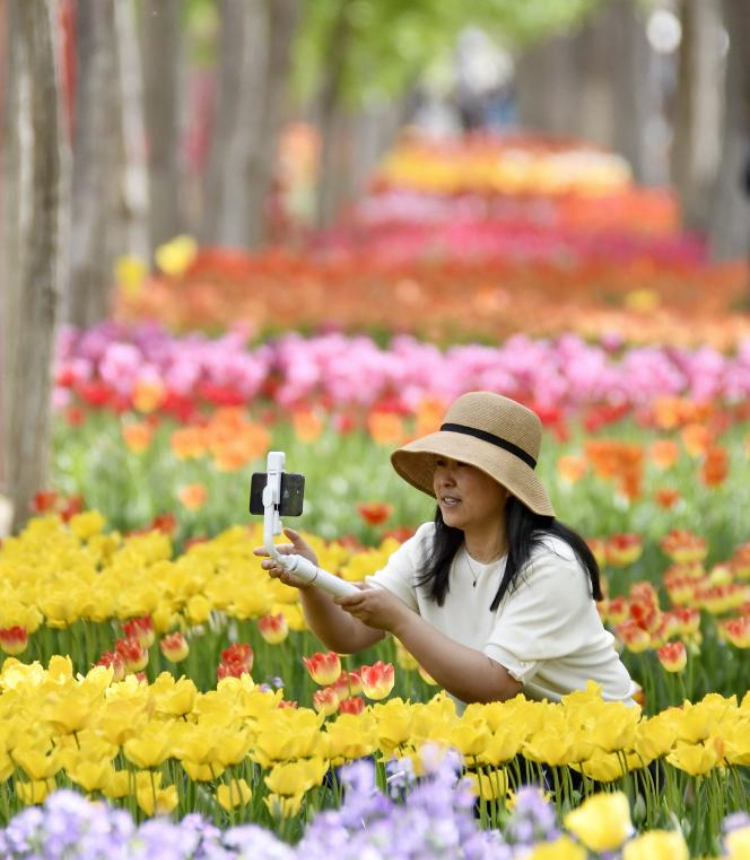 A tourist takes photos of the blooming flowers by Yongding River in Daxing District of Beijing, capital of China, April 15, 2023. Colorful flowers of various species are in full bloom, attracting many tourists to spend their leisure time here. (Xinhua/Li Xin)