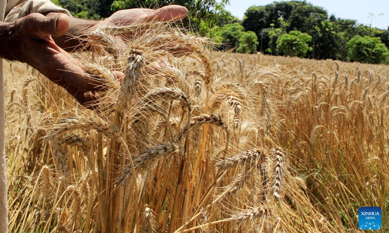 A farmer shows wheat crop on the outskirts of Multan, Pakistan on April 12, 2023.(Photo: Xinhua)