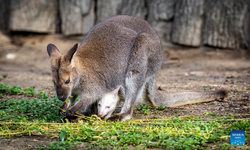 A mother wallaby and her baby are pictured at the Osijek Zoo, in Osijek, Croatia on April 11, 2023.(Photo: Xinhua)