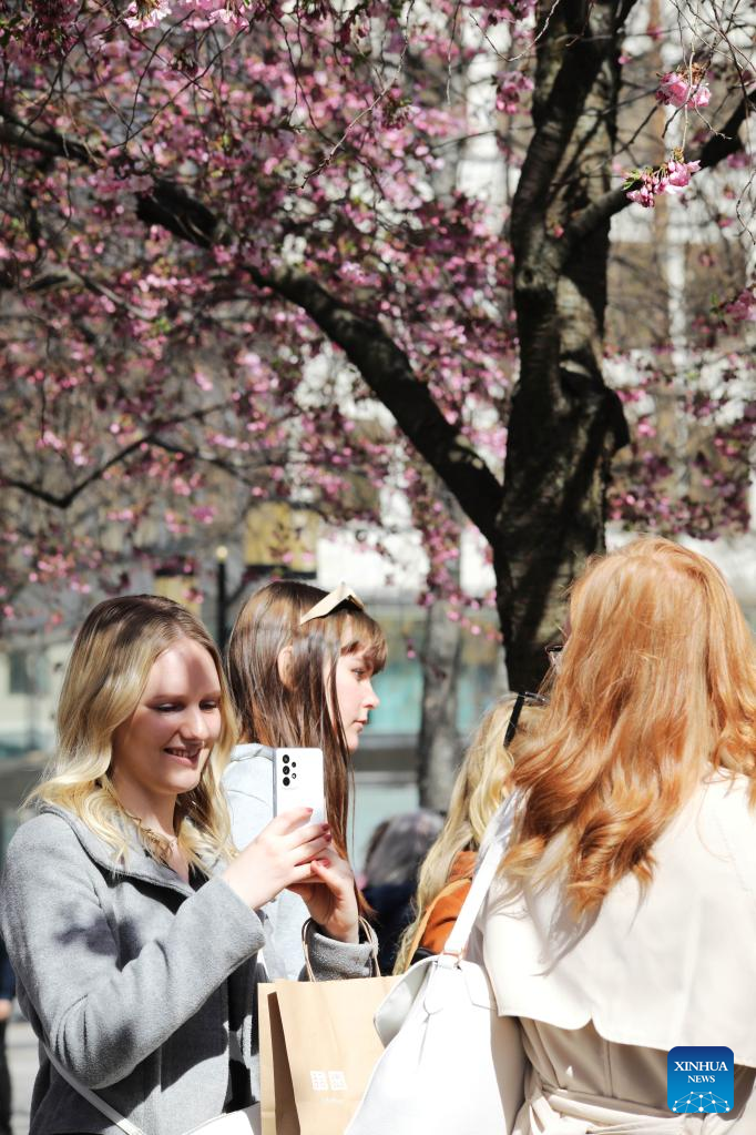 People take photos under cherry blossoms at the King's Garden in central Stockholm, Sweden, April 23, 2023. (Photo by Fang Ming/Xinhua)