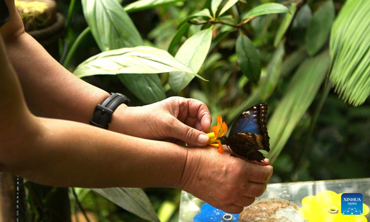 A butterfly sits on a visitor's hand during a tropical butterfly exhibition at the Botanical Garden in Prague, the Czech Republic, on April 27, 2023. Photo:Xinhua