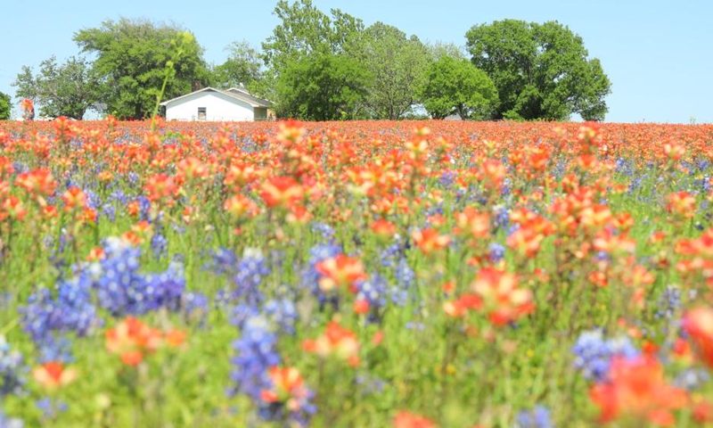 A wildflower meadow with a house is pictured near Ennis, Texas, the United States on April 16, 2023. The 71st Annual Ennis Bluebonnet Trails Festival was held here from April 14 to 1(Photo: Xinhua)