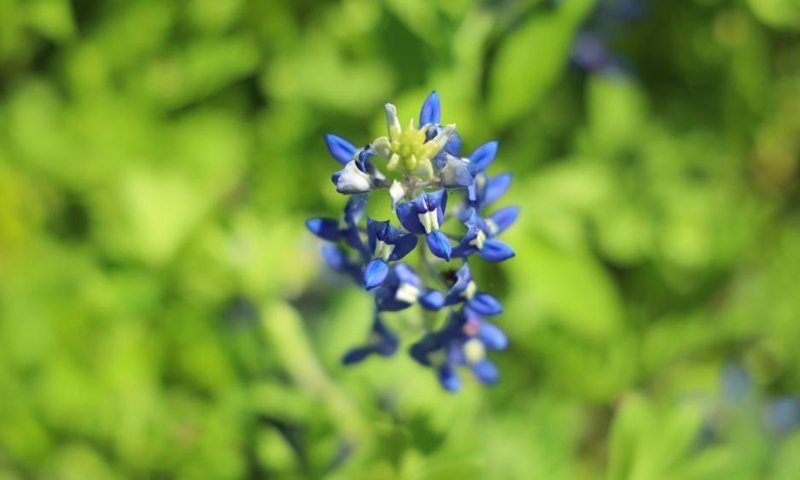 This photo taken on April 16, 2023 shows a cluster of bluebonnet flowers in Ennis, Texas, the United States. The 71st Annual Ennis Bluebonnet Trails Festival was held here from April 14 to 16.(Photo: Xinhua)