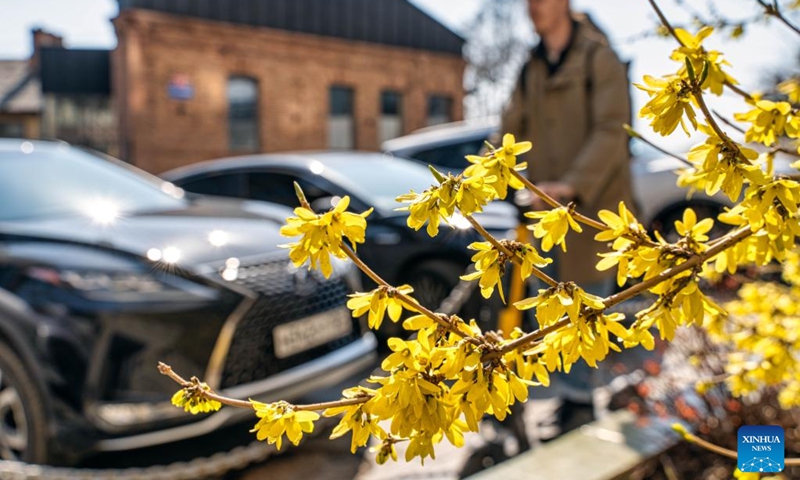 This photo taken on April 17, 2023 shows flowers in blossom in Vladivostok, Russia.(Photo: Xinhua)