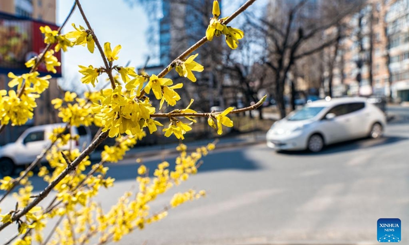 This photo taken on April 17, 2023 shows flowers in blossom in Vladivostok, Russia.(Photo: Xinhua)