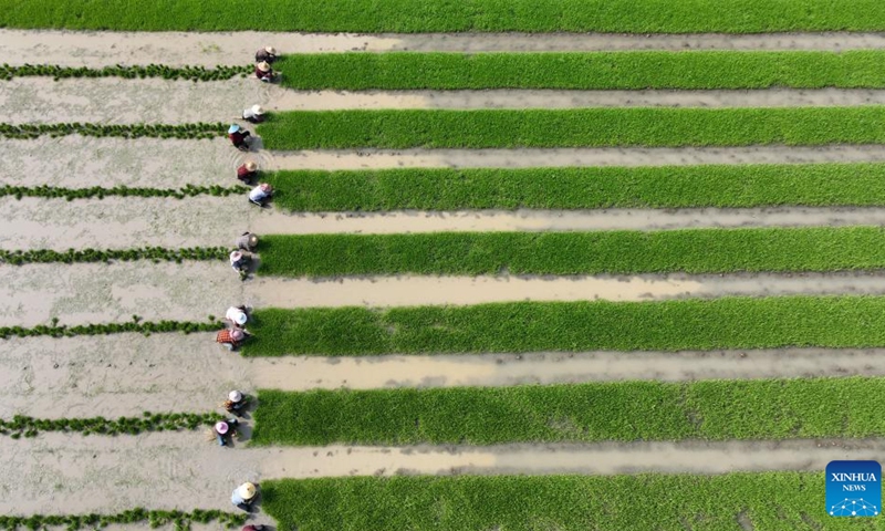 This aerial photo taken on April 17, 2023 shows farmers transplanting rice seedlings in Hemu Village of Deqing County, Huzhou, east China's Zhejiang Province. Farmers across China are busy with agricultural production in spring.(Photo: Xinhua)