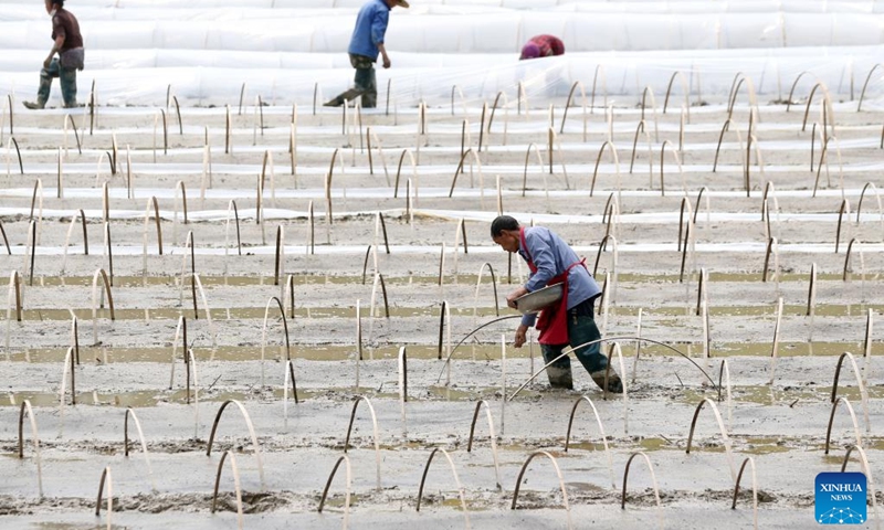 Farmers cultivate rice seedlings in Gaoping Village of Lin'e Town, Qianjiang District, southwest China's Chongqing Municipality, April 17, 2023. Farmers across China are busy with agricultural production in spring.(Photo: Xinhua)