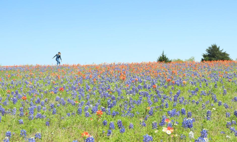 A woman walks at a wildflower meadow near Ennis, Texas, the United States, April 16, 2023. The 71st Annual Ennis Bluebonnet Trails Festival was held here from April 14 to 16(Photo: Xinhua)