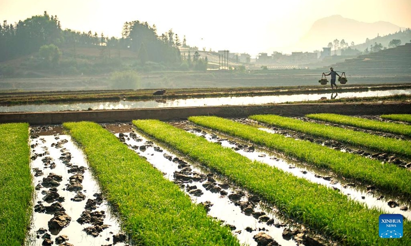 A farmer walks through the farmland carrying seedlings in Wenshan City in southwest China's Yunnan Province, April 12, 2023. Farmers across the country are actively engaged in farming activities.(Photo: Xinhua)