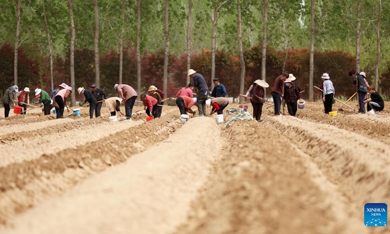 Farmers plant Danshen, an indigenous Chinese herb, at a planting base in Tancheng County, Linyi City, east China's Shandong Province, April 12, 2023. Farmers across the country are actively engaged in farming activities.(Photo: Xinhua)