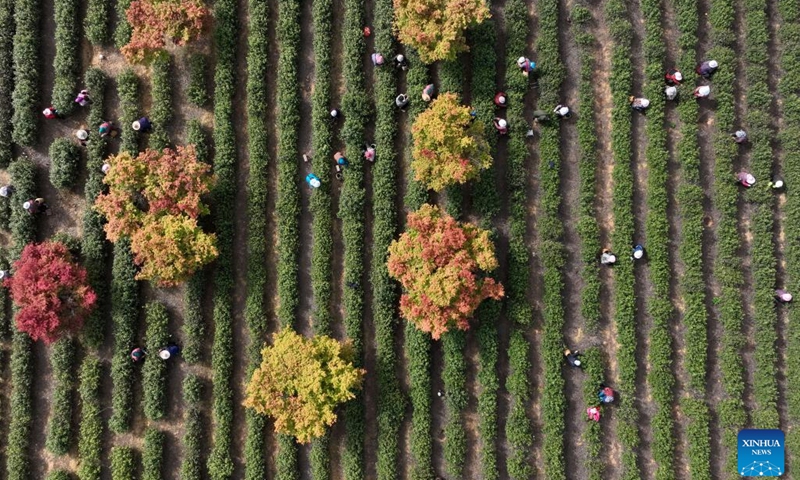 This aerial photo taken on April 12, 2023 shows villagers picking tea leaves at a tea garden in Houbai Town in Jurong of Zhenjiang City, east China's Jiangsu Province. Farmers across the country are actively engaged in farming activities.(Photo: Xinhua)