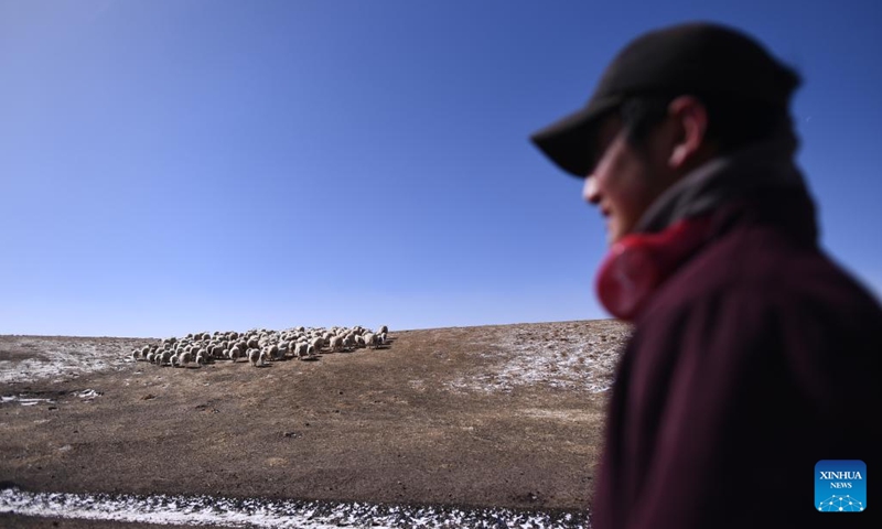 A herdsman herds his sheep to a pasture in a village in Gangcha County, Haibei Tibetan Autonomous Prefecture, northwest China's Qinghai Province, April 14, 2023. In recent years, local authorities of Qinghai has promoted the development of an eco-friendly animal husbandry industry. This has boosted rural revitalization, accelerated industrial transformation and raised the income of local people while protecting the ecological environment.(Photo: Xinhua)