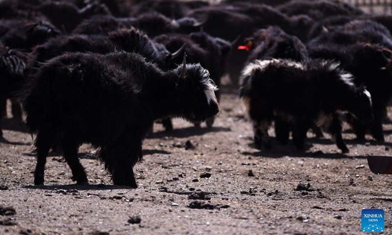 Yak are seen at a breeding farm in Gangcha County in Haibei Tibetan Autonomous Prefecture, northwest China's Qinghai Province, April 14, 2023. In recent years, local authorities of Qinghai has promoted the development of an eco-friendly animal husbandry industry. This has boosted rural revitalization, accelerated industrial transformation and raised the income of local people while protecting the ecological environment.(Photo: Xinhua)