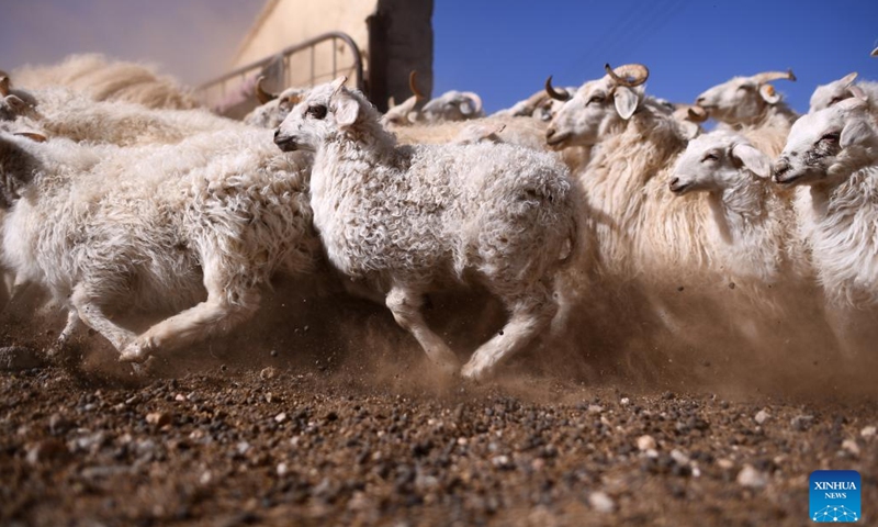 Sheep gallop towards a pasture in Gangcha County in Haibei Tibetan Autonomous Prefecture, northwest China's Qinghai Province, April 14, 2023. In recent years, local authorities of Qinghai has promoted the development of an eco-friendly animal husbandry industry. This has boosted rural revitalization, accelerated industrial transformation and raised the income of local people while protecting the ecological environment.(Photo: Xinhua)