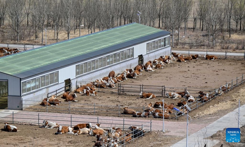 This photo taken on April 12, 2023 shows cattle basking outside their shed at a beef cattle breeding company in Horqin Left Wing Middle Banner of Tongliao City in north China's Inner Mongolia Autonomous Region. Thanks to efforts towards scale and standardized operation, the beef cattle industry in Tongliao has seen brisk growth, boasting an annual beef cattle population of more than 3 million.(Photo: Xinhua)