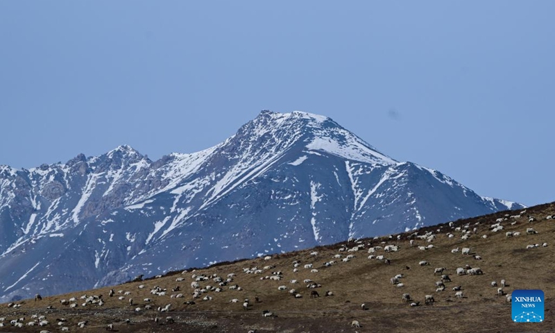 A herd of sheep is seen on a grassland in Huangcheng Mongolian Township of Menyuan Hui Autonomous County, northwest China's Qinghai Province, April 17, 2023. In recent years, local authorities of Qinghai has promoted the development of an eco-friendly animal husbandry industry. This has boosted rural revitalization, accelerated industrial transformation and raised the income of local people while protecting the ecological environment. (Photo: Xinhua)