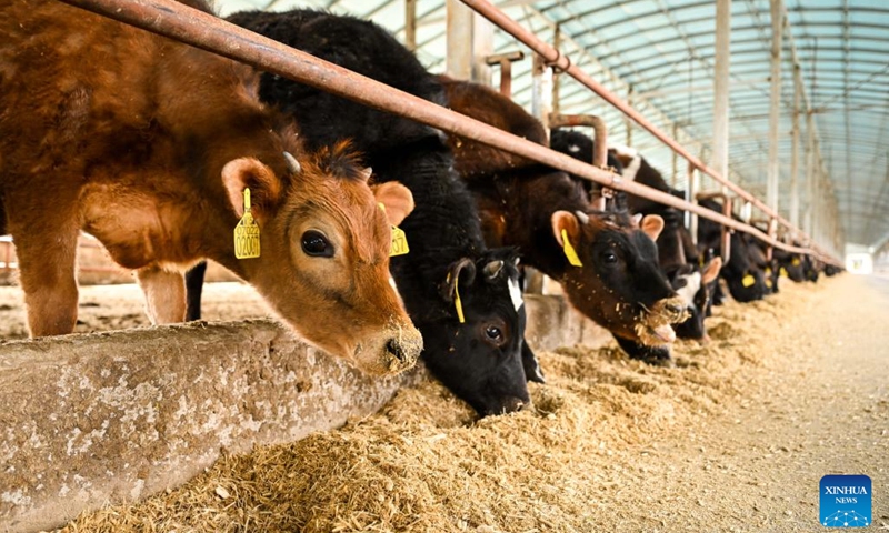 Calves feed at a cattle farm in Horqin Left Wing Rear Banner of Tongliao City in north China's Inner Mongolia Autonomous Region, on April 14, 2023. Thanks to efforts towards scale and standardized operation, the beef cattle industry in Tongliao has seen brisk growth, boasting an annual beef cattle population of more than 3 million.(Photo: Xinhua)