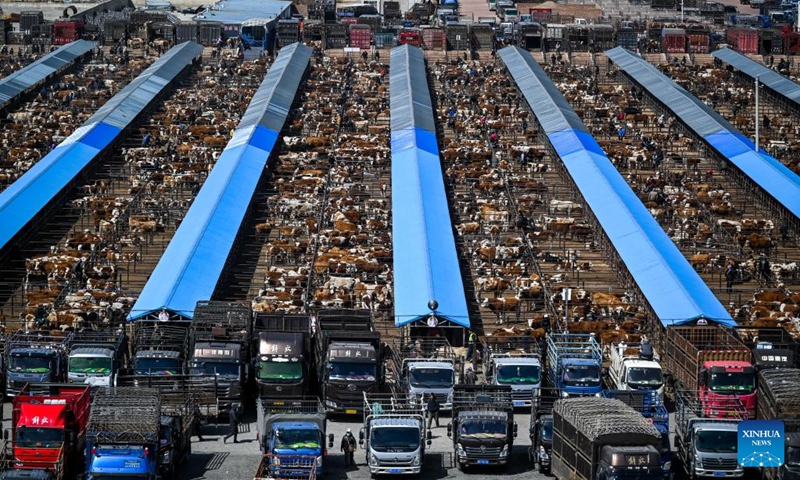 This photo taken on April 12, 2023 shows a livestock market in Horqin Left Wing Middle Banner of Tongliao City in north China's Inner Mongolia Autonomous Region. Thanks to efforts towards scale and standardized operation, the beef cattle industry in Tongliao has seen brisk growth, boasting an annual beef cattle population of more than 3 million.(Photo: Xinhua)