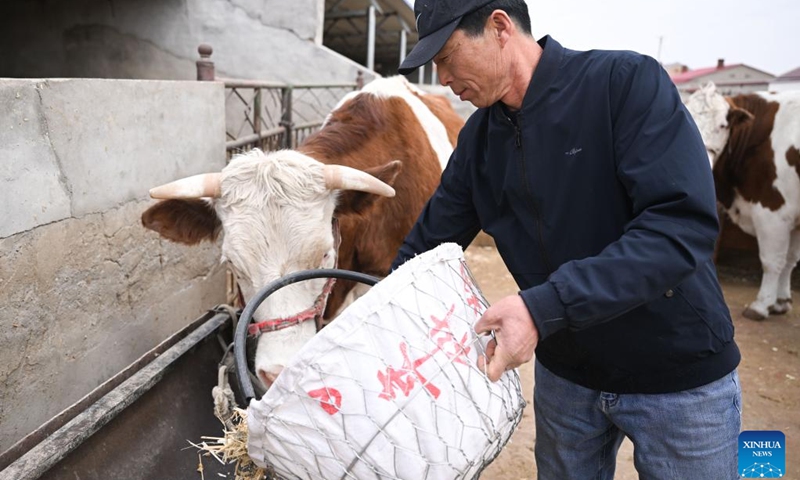 A herdsman feeds cattle at his farm in Horqin Left Wing Middle Banner of Tongliao City in north China's Inner Mongolia Autonomous Region, on April 13, 2023. Thanks to efforts towards scale and standardized operation, the beef cattle industry in Tongliao has seen brisk growth, boasting an annual beef cattle population of more than 3 million.(Photo: Xinhua)