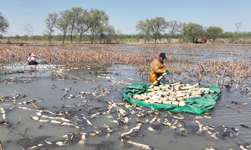 This aerial photo taken on April 19, 2023 shows farmers harvesting lotus roots in a pond in Dawuzhuang Village of Fengnan District in Tangshan, north China's Hebei Province. In recent years, Fengnan District has tapped local water resources to vigorously develop lotus root planting to increase farmers' income and boost rural revitalization.(Photo: Xinhua)