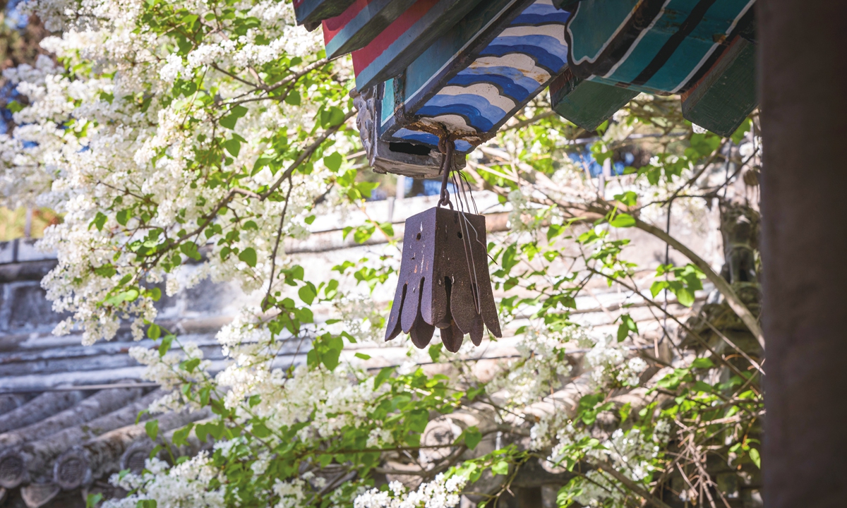 Lilacs bloom at the Jietai Temple in Beijing on April 18, 2023. There are more than 1,100 lilacs and about 200 lilac trees aged over 200 years old in the temple, which are the oldest lilac trees rooted in Beijing. Photo: IC