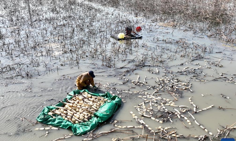 This aerial photo taken on April 19, 2023 shows farmers harvesting lotus roots in a pond in Dawuzhuang Village of Fengnan District in Tangshan, north China's Hebei Province. In recent years, Fengnan District has tapped local water resources to vigorously develop lotus root planting to increase farmers' income and boost rural revitalization.(Photo: Xinhua)