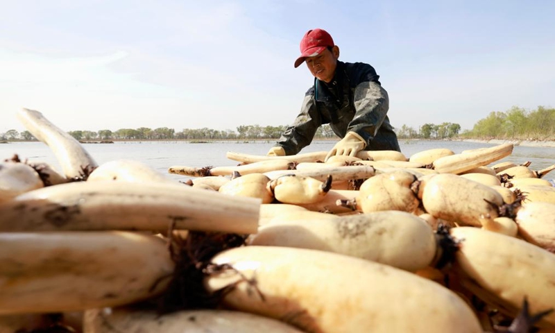 A farmer harvests lotus roots in a pond in Dawuzhuang Village of Fengnan District in Tangshan, north China's Hebei Province, April 19, 2023. In recent years, Fengnan District has tapped local water resources to vigorously develop lotus root planting to increase farmers' income and boost rural revitalization.(Photo: Xinhua)