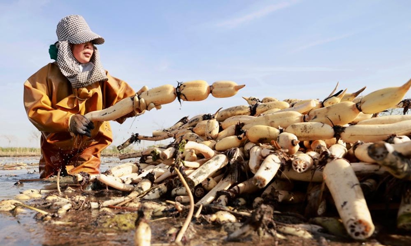 A farmer harvests lotus roots in a pond in Dawuzhuang Village of Fengnan District in Tangshan, north China's Hebei Province, April 19, 2023. In recent years, Fengnan District has tapped local water resources to vigorously develop lotus root planting to increase farmers' income and boost rural revitalization.(Photo: Xinhua)