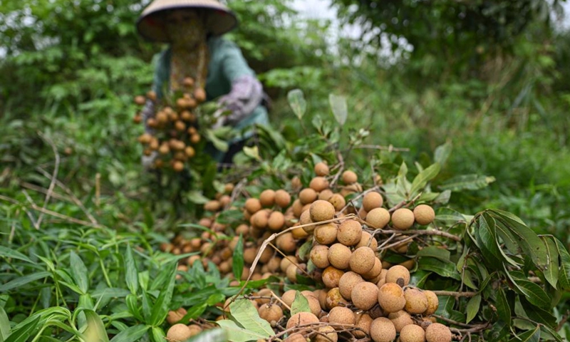 A villager harvests longan fruits at Xianglin vegetable and fruit base in Dongfang City, south China's Hainan Province, April 30, 2023.