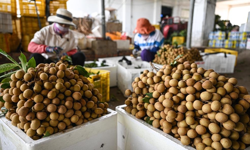 Longan fruits are seen at Xianglin vegetable and fruit base in Dongfang City, south China's Hainan Province, April 30, 2023.