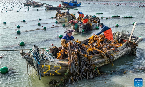 Kelp fleet - Global Times