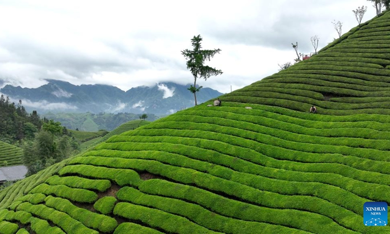 This aerial photo taken on May 7, 2023 shows a tea garden in Zouma Township, Hefeng County, central China's Hubei Province. In recent years, Hefeng County has explored the integration of tea industry with tourism and built a number of tea gardens, which help increase local farmers' income and promote rural revitalization.(Photo: Xinhua)