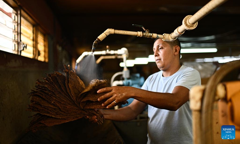 A worker moisturizes tobacco leaves for cigars at a factory in Danli, Honduras, May 8, 2023. Honduras is one of the leading cigar-making countries in the world.(Photo: Xinhua)