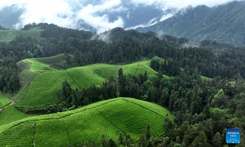 This aerial photo taken on May 7, 2023 shows a tea garden in Zouma Township, Hefeng County, central China's Hubei Province. In recent years, Hefeng County has explored the integration of tea industry with tourism and built a number of tea gardens, which help increase local farmers' income and promote rural revitalization.(Photo: Xinhua)