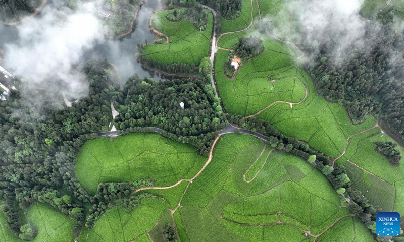 This aerial photo taken on May 8, 2023 shows a tea garden in Zouma Township, Hefeng County, central China's Hubei Province. In recent years, Hefeng County has explored the integration of tea industry with tourism and built a number of tea gardens, which help increase local farmers' income and promote rural revitalization.(Photo: Xinhua)