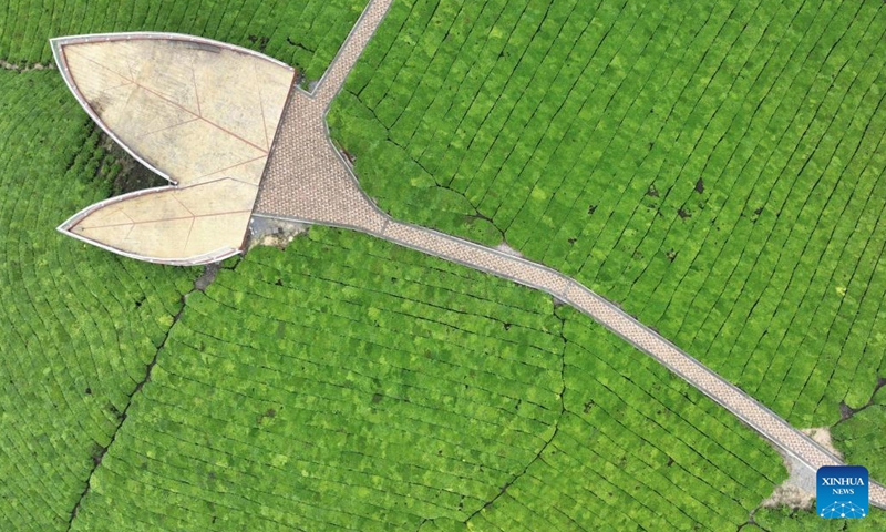 This aerial photo taken on May 7, 2023 shows a tea garden in Zouma Township, Hefeng County, central China's Hubei Province. In recent years, Hefeng County has explored the integration of tea industry with tourism and built a number of tea gardens, which help increase local farmers' income and promote rural revitalization.(Photo: Xinhua)