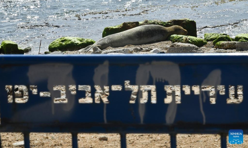 A Mediterranean monk seal lies on the seashore at Jaffa beach in Tel Aviv, Israel, on May 15, 2023. Mediterranean monk seals, listed as one of the world's most endangered marine mammals, are the rarest out of the 33 species of seals that exist in the world.(Photo: Xinhua)